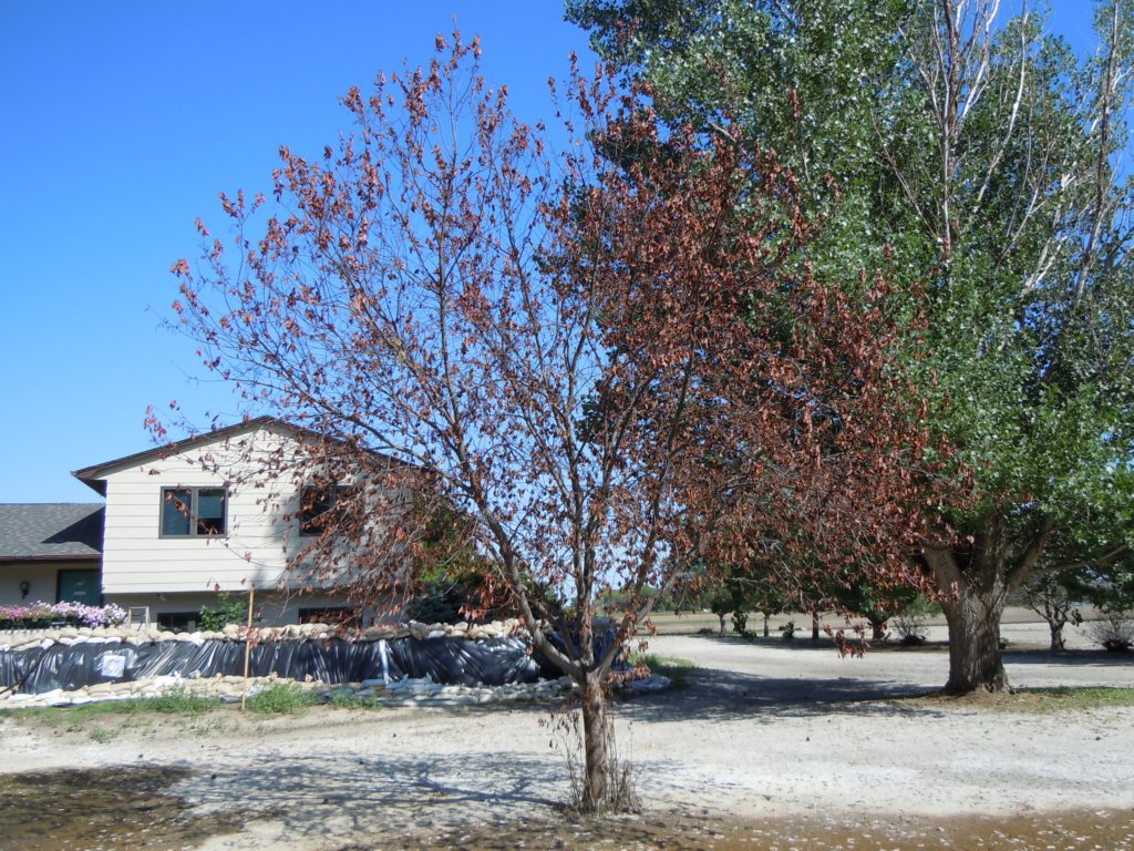 nldscn1087.jpg